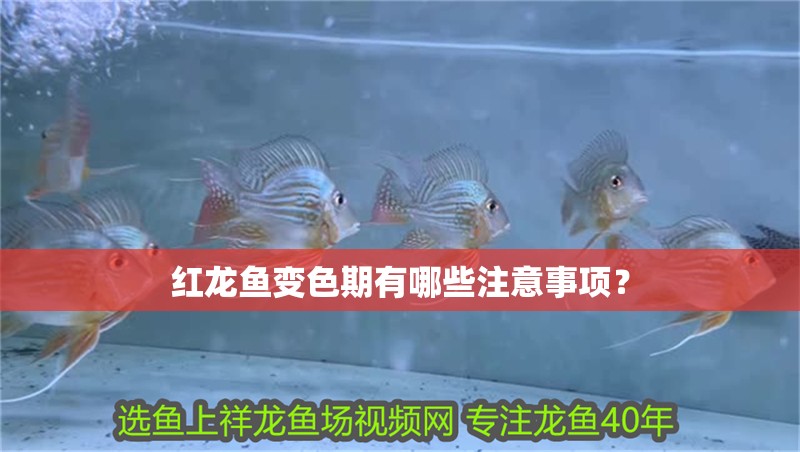 紅龍魚(yú)變色期有哪些注意事項(xiàng)？