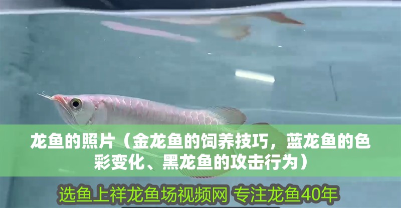 龍魚的照片（金龍魚的飼養技巧，藍龍魚的色彩變化、黑龍魚的攻擊行為）