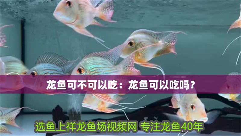 龍魚可不可以吃：龍魚可以吃嗎？
