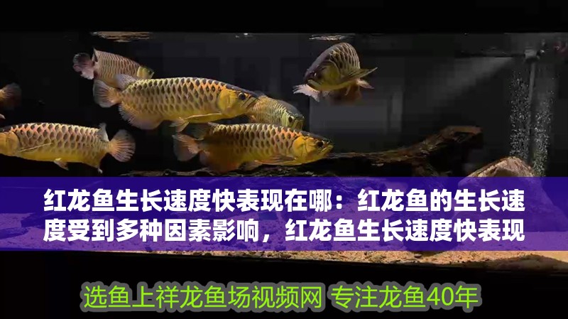 紅龍魚生長速度快表現在哪：紅龍魚的生長速度受到多種因素影響，紅龍魚生長速度快表現在哪
