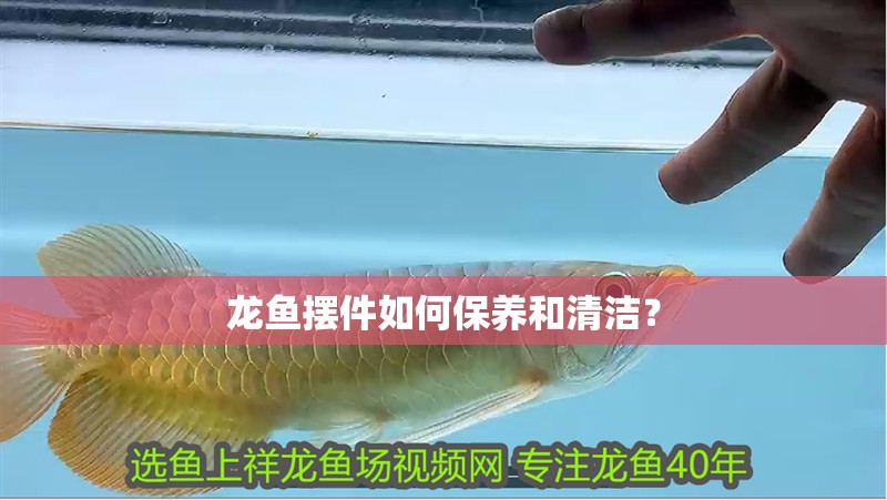 龍魚擺件如何保養和清潔？ 龍魚擺件如何保養和清潔？ 龍魚論壇