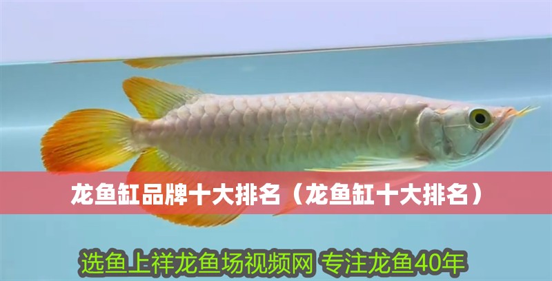龍魚缸品牌十大排名（龍魚缸十大排名）