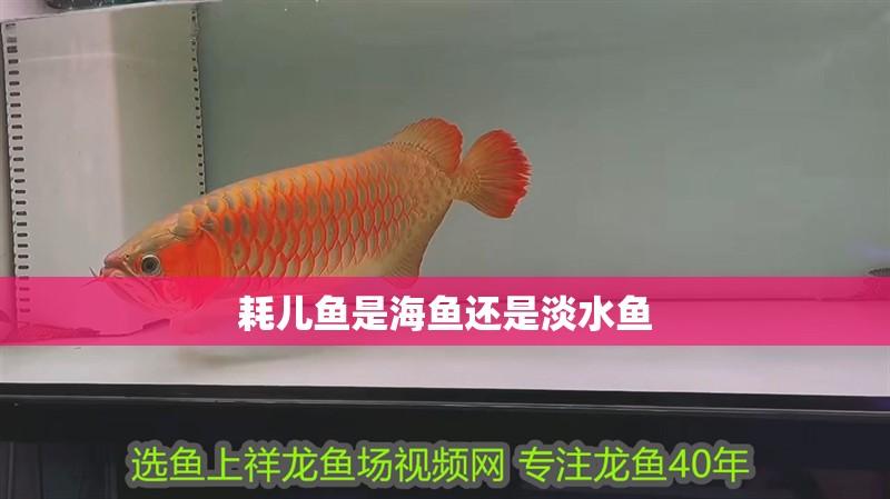 耗兒魚是海魚還是淡水魚