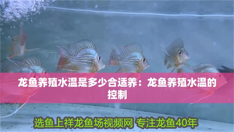 龍魚養(yǎng)殖水溫是多少合適養(yǎng)：龍魚養(yǎng)殖水溫的控制