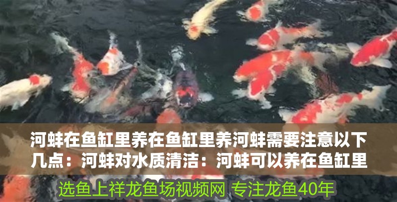 河蚌在魚(yú)缸里養(yǎng)在魚(yú)缸里養(yǎng)河蚌需要注意以下幾點(diǎn)：河蚌對(duì)水質(zhì)清潔：河蚌可以養(yǎng)在魚(yú)缸里嗎？