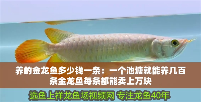 養的金龍魚多少錢一條：一個池塘就能養幾百條金龍魚每條都能賣上萬塊 養的金龍魚多少錢一條：一個池塘就能養幾百條金龍魚每條都能賣上萬塊 龍魚百科