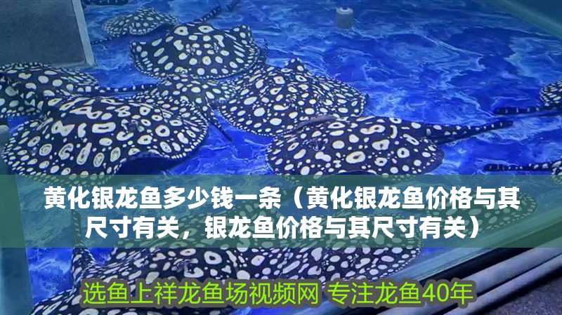 黃化銀龍魚多少錢一條（黃化銀龍魚價格與其尺寸有關，銀龍魚價格與其尺寸有關）
