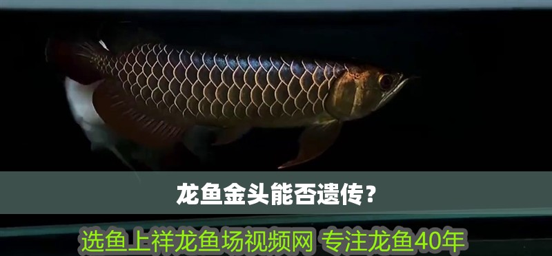 龍魚金頭能否遺傳？ 龍魚金頭能否遺傳？ 龍魚論壇