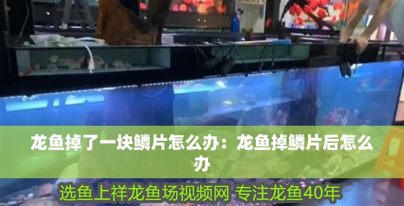 龍魚掉了一塊鱗片怎么辦：龍魚掉鱗片后怎么辦
