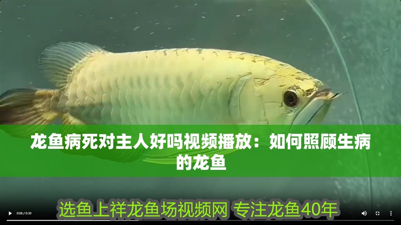 龍魚病死對主人好嗎視頻播放：如何照顧生病的龍魚