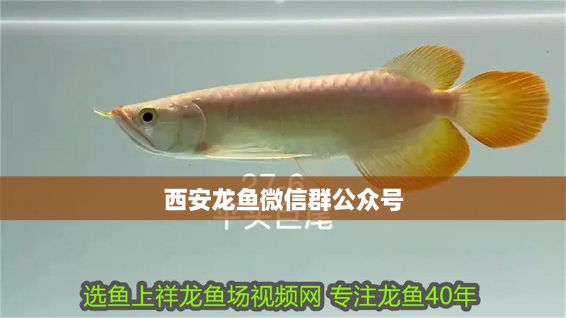 西安龍魚(yú)微信群公眾號(hào)