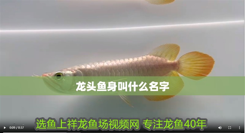 龍頭魚身叫什么名字 龍頭魚身叫什么名字 龍魚論壇
