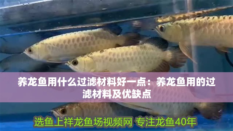 養龍魚用什么過濾材料好一點：養龍魚用的過濾材料及優缺點