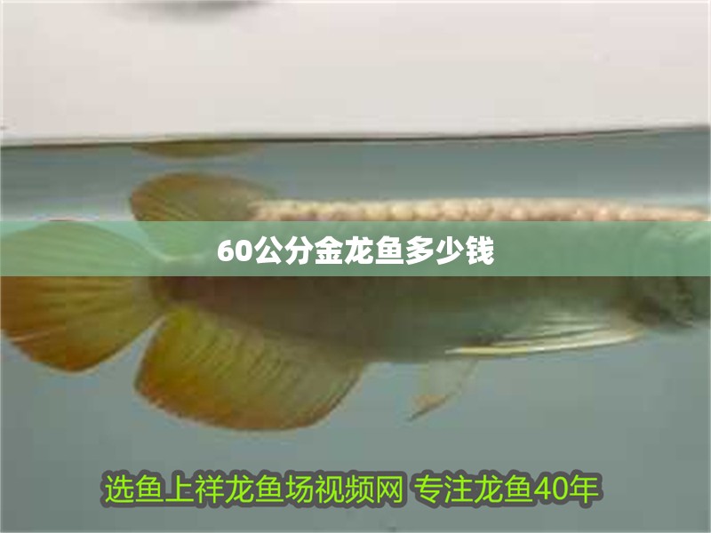 60公分金龍魚多少錢
