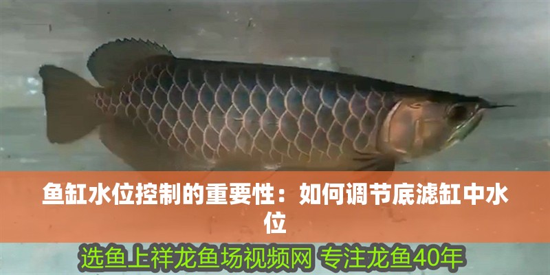 魚缸水位控制的重要性：如何調節(jié)底濾缸中水位 魚缸水位控制的重要性：如何調節(jié)底濾缸中水位 魚缸百科