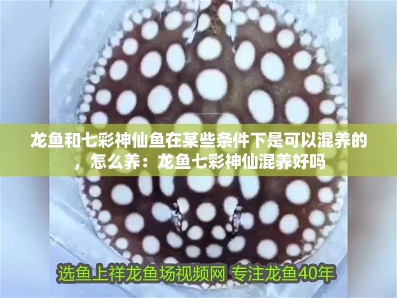 龍魚和七彩神仙魚在某些條件下是可以混養的，怎么養：龍魚七彩神仙混養好嗎