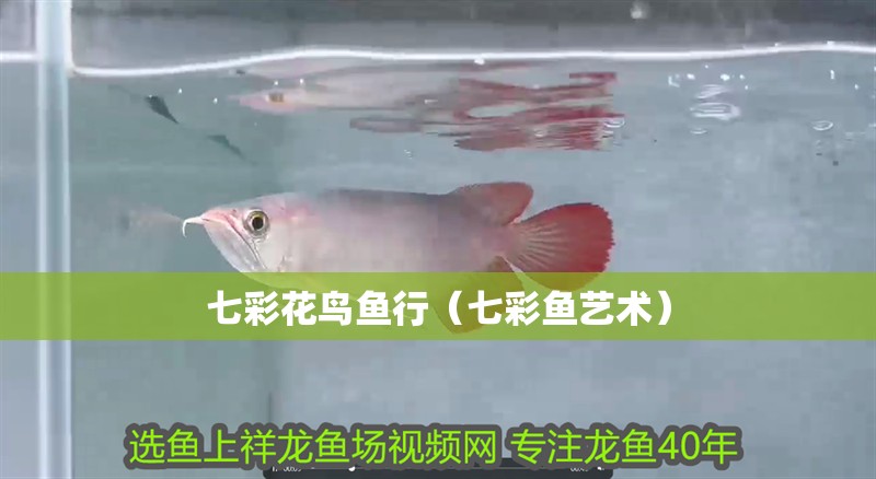 虎魚天天黑來點赤瞳黃金 七彩花鳥魚行(七彩魚藝術) 全國水族館企業(yè)名錄 七彩花鳥魚行(七彩魚藝術) 七彩花鳥魚行(七彩魚藝術) 全國水族館企業(yè)名錄