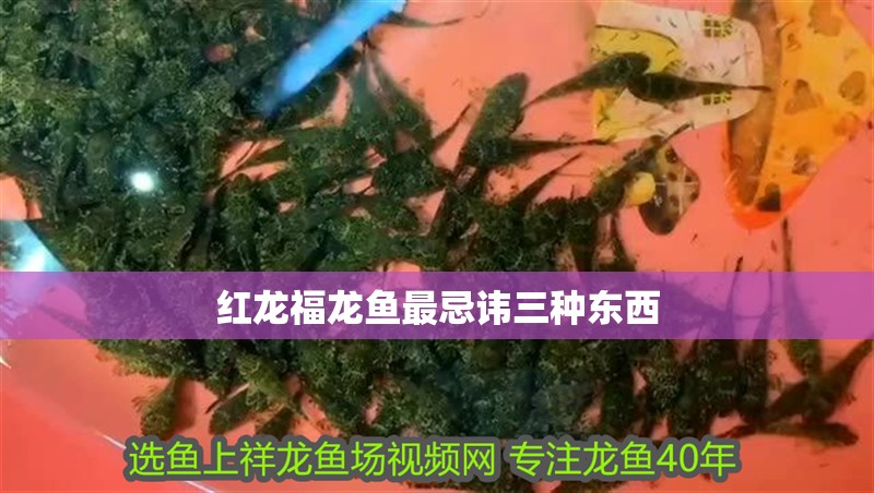 紅龍福龍魚最忌諱三種東西