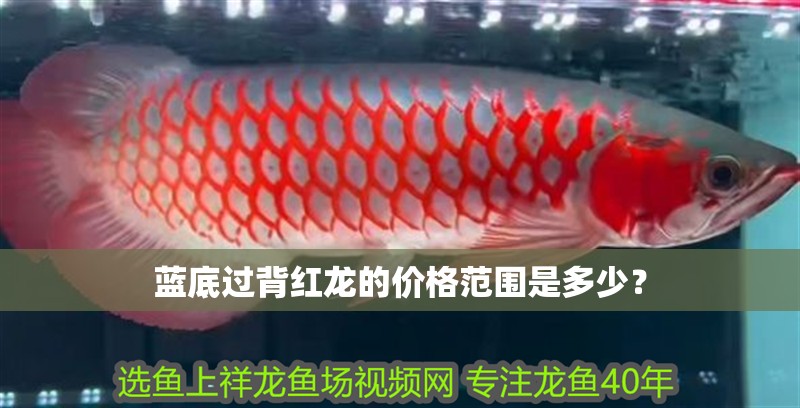 藍底過背紅龍的價格范圍是多少？
