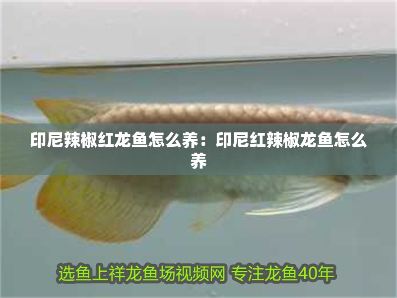印尼辣椒紅龍魚怎么養：印尼紅辣椒龍魚怎么養
