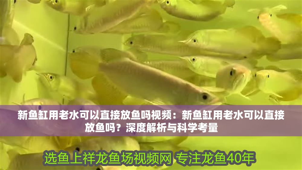 新魚缸用老水可以直接放魚嗎視頻：新魚缸用老水可以直接放魚嗎？深度解析與科學考量