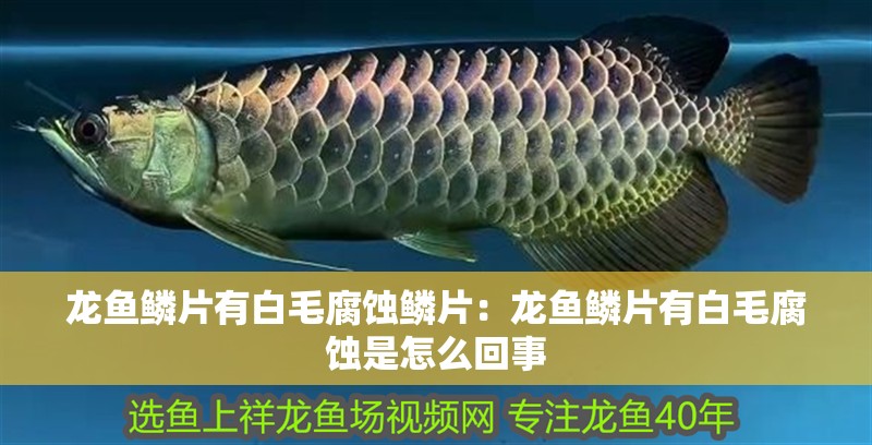 龍魚鱗片有白毛腐蝕鱗片：龍魚鱗片有白毛腐蝕是怎么回事