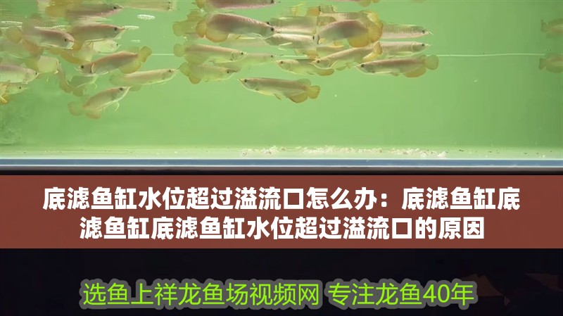 底濾魚(yú)缸水位超過(guò)溢流口怎么辦：底濾魚(yú)缸底濾魚(yú)缸底濾魚(yú)缸水位超過(guò)溢流口的原因