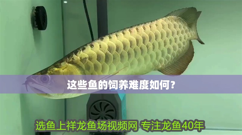 這些魚的飼養(yǎng)難度如何？