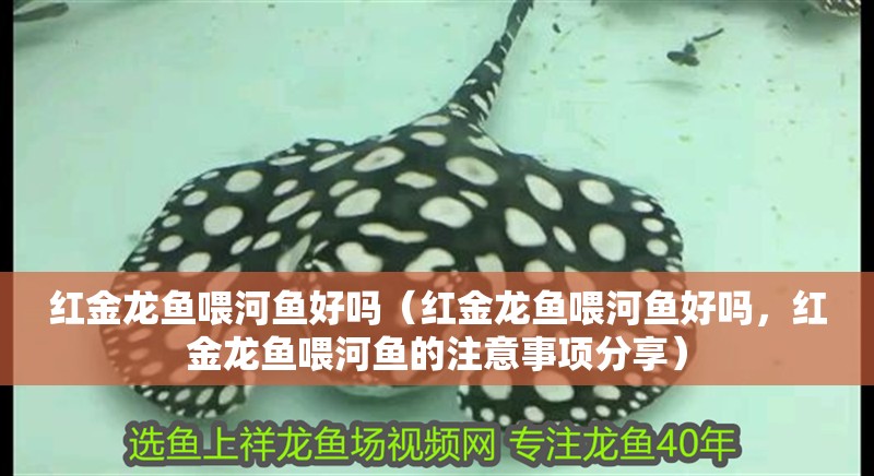 紅金龍魚喂河魚好嗎（紅金龍魚喂河魚好嗎，紅金龍魚喂河魚的注意事項分享）
