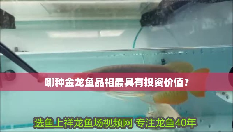 哪種金龍魚品相最具有投資價值？
