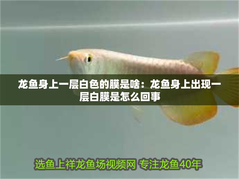 龍魚身上一層白色的膜是啥：龍魚身上出現一層白膜是怎么回事 龍魚身上一層白色的膜是啥：龍魚身上出現一層白膜是怎么回事 龍魚百科