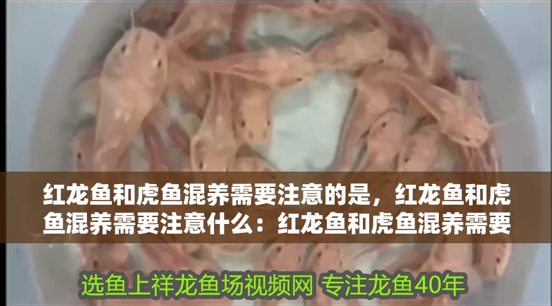 紅龍魚和虎魚混養需要注意的是，紅龍魚和虎魚混養需要注意什么：紅龍魚和虎魚混養需要注意什么？ 紅龍魚和虎魚混養需要注意的是，紅龍魚和虎魚混養需要注意什么：紅龍魚和虎魚混養需要注意什么？ 龍魚百科