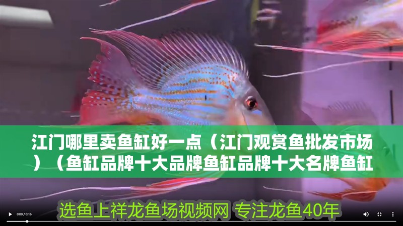江門哪里賣魚缸好一點（江門觀賞魚批發(fā)市場）（魚缸品牌十大品牌魚缸品牌十大名牌魚缸品牌排行榜）