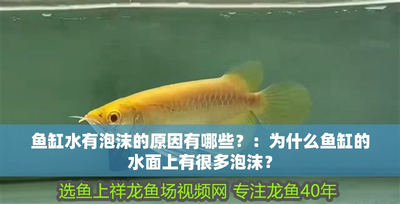 魚缸水有泡沫的原因有哪些？：為什么魚缸的水面上有很多泡沫？