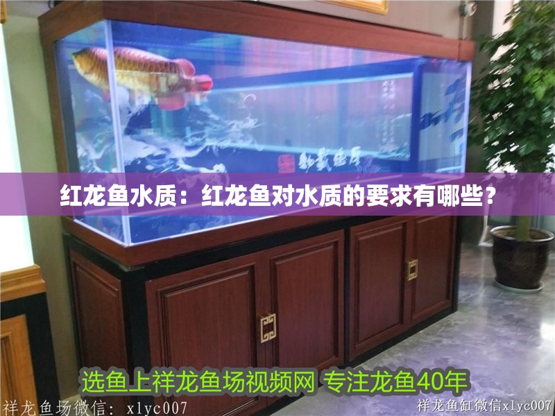 紅龍魚水質：紅龍魚對水質的要求有哪些？