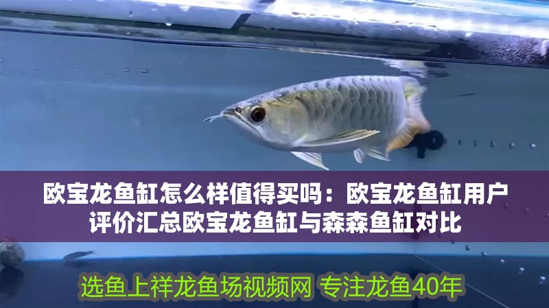 歐寶龍魚缸怎么樣值得買嗎：歐寶龍魚缸用戶評價匯總歐寶龍魚缸與森森魚缸對比