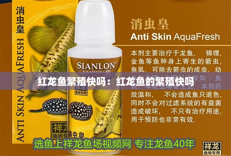 紅龍魚繁殖快嗎：紅龍魚的繁殖快嗎