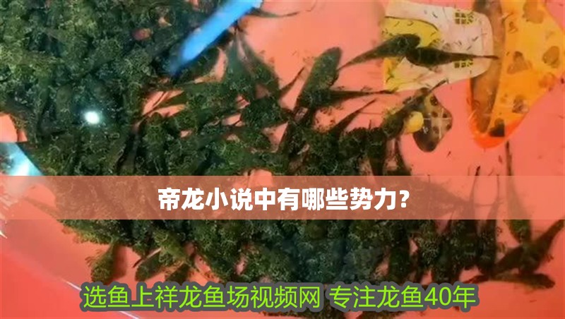 帝龍小說中有哪些勢力？