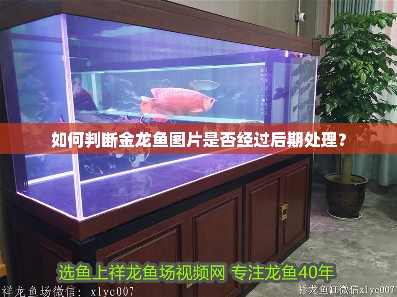 如何判斷金龍魚圖片是否經(jīng)過后期處理？