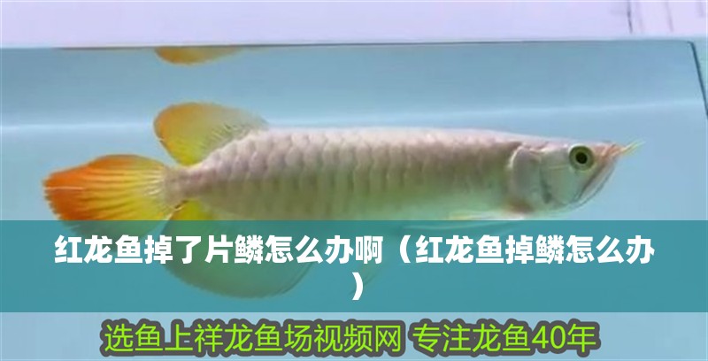 紅龍魚掉了片鱗怎么辦?。t龍魚掉鱗怎么辦）