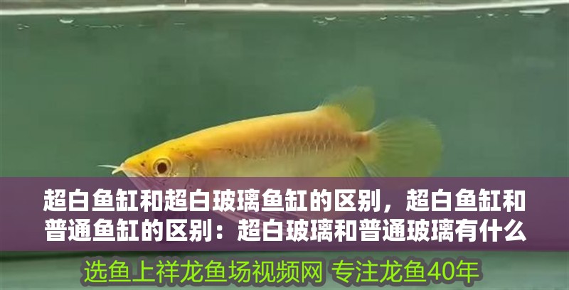 超白魚缸和超白玻璃魚缸的區(qū)別，超白魚缸和普通魚缸的區(qū)別：超白玻璃和普通玻璃有什么區(qū)別？