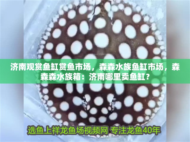 濟(jì)南觀賞魚(yú)缸賞魚(yú)市場(chǎng)，森森水族魚(yú)缸市場(chǎng)，森森森水族箱：濟(jì)南哪里賣魚(yú)缸？