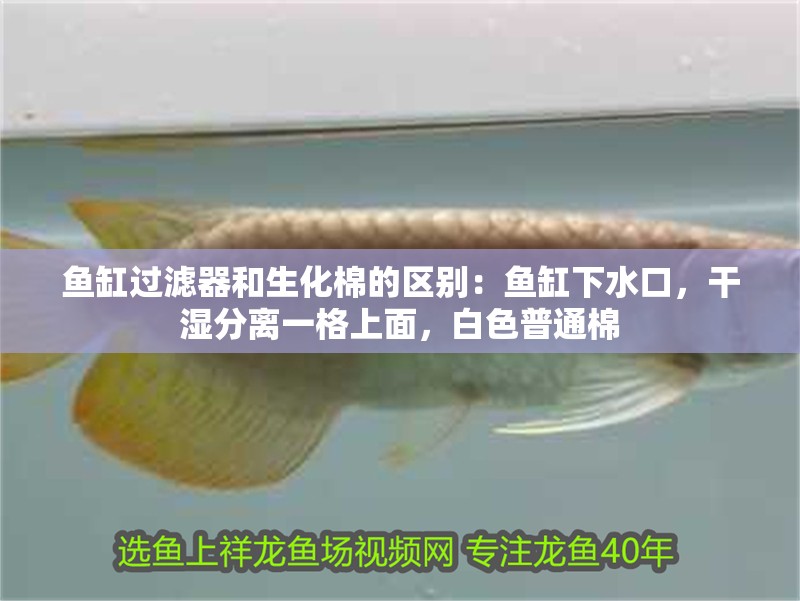 魚缸過濾器和生化棉的區別：魚缸下水口，干濕分離一格上面，白色普通棉