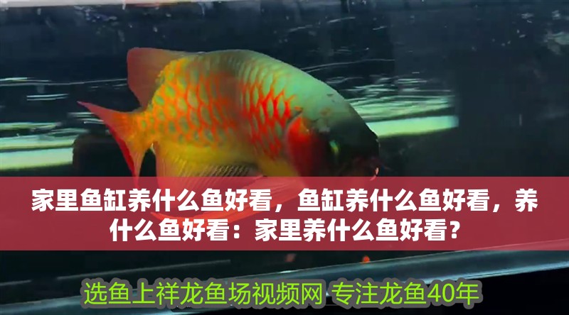 家里魚缸養(yǎng)什么魚好看，魚缸養(yǎng)什么魚好看，養(yǎng)什么魚好看：家里養(yǎng)什么魚好看？ 家里魚缸養(yǎng)什么魚好看，魚缸養(yǎng)什么魚好看，養(yǎng)什么魚好看：家里養(yǎng)什么魚好看？ 魚缸百科