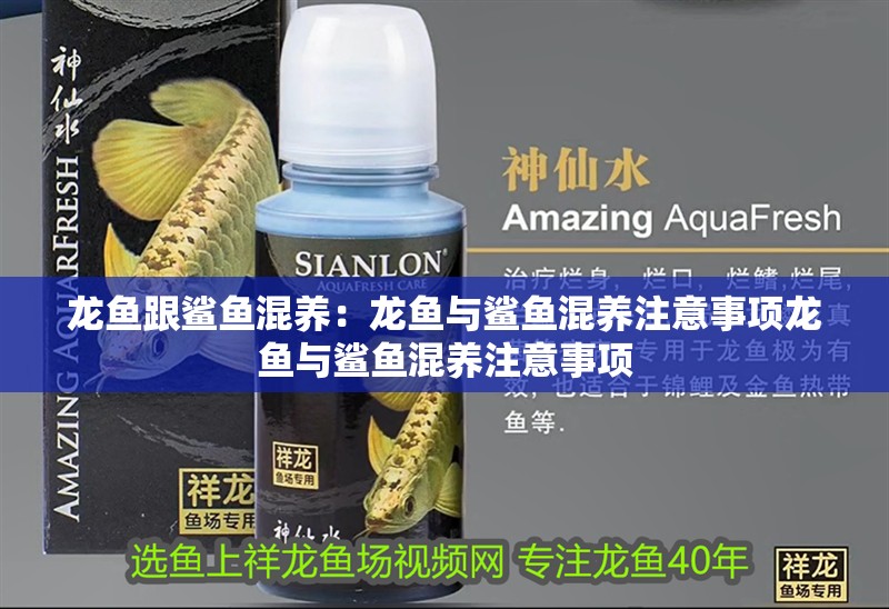 龍魚跟鯊魚混養：龍魚與鯊魚混養注意事項龍魚與鯊魚混養注意事項