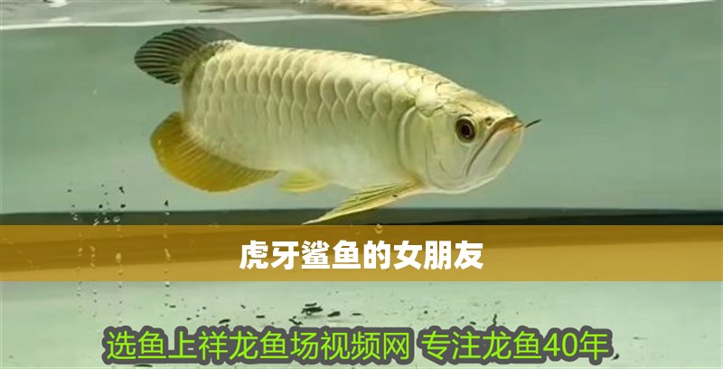 給大魚缸換水的作文:體驗給大魚缸換水的樂趣:體驗給大魚缸換水:給大魚缸換水的作文 虎牙鯊魚的女朋友 龍魚論壇 虎牙鯊魚的女朋友 虎牙鯊魚的女朋友 龍魚論壇