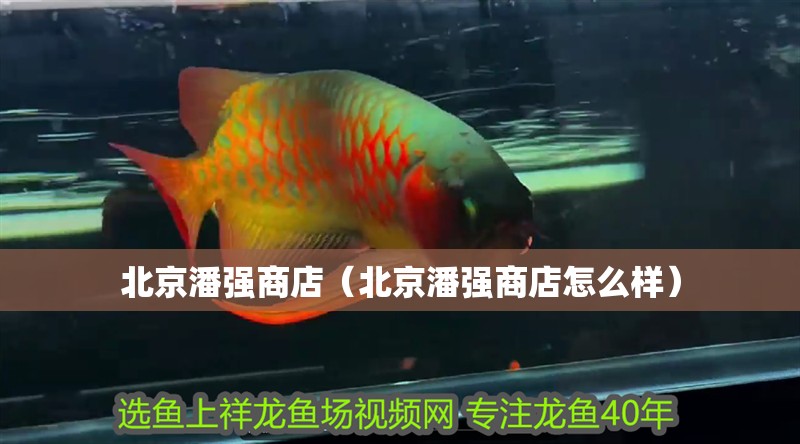 <strong><mark>北京</mark></strong>潘強商店（<strong><mark>北京</mark></strong>潘強商店怎么樣）