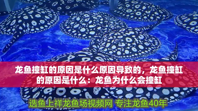 龍魚撞缸的原因是什么原因導致的，龍魚撞缸的原因是什么：龍魚為什么會撞缸 龍魚撞缸的原因是什么原因導致的，龍魚撞缸的原因是什么：龍魚為什么會撞缸 龍魚百科