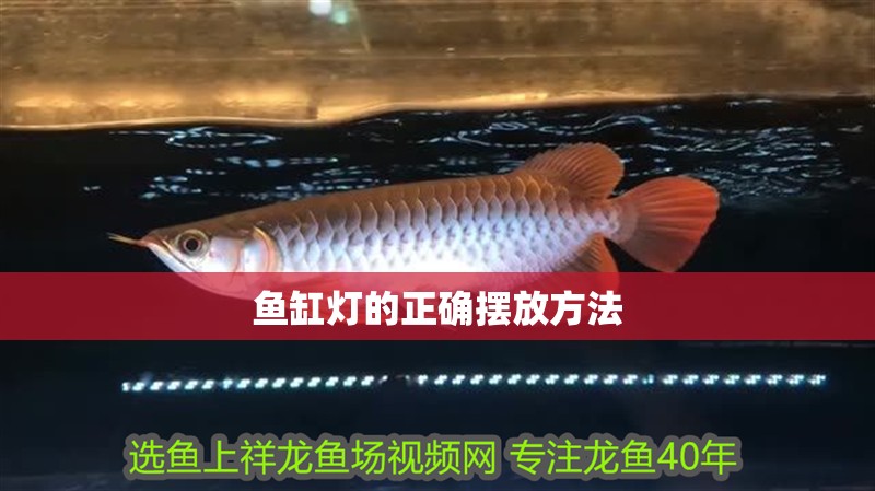 魚缸燈的正確擺放方法 魚缸燈的正確擺放方法 龍魚論壇
