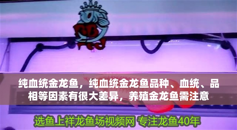 純血統(tǒng)金龍魚，純血統(tǒng)金龍魚品種、血統(tǒng)、品相等因素有很大差異，養(yǎng)殖金龍魚需注意